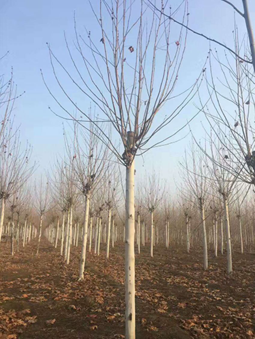 點(diǎn)擊查看詳細(xì)信息<br>標(biāo)題：法桐 閱讀次數(shù)：3185